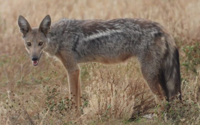 Side-striped Jackal in Murchison Falls National Park