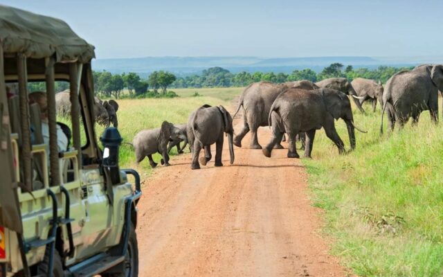 Uganda-Safaris-1