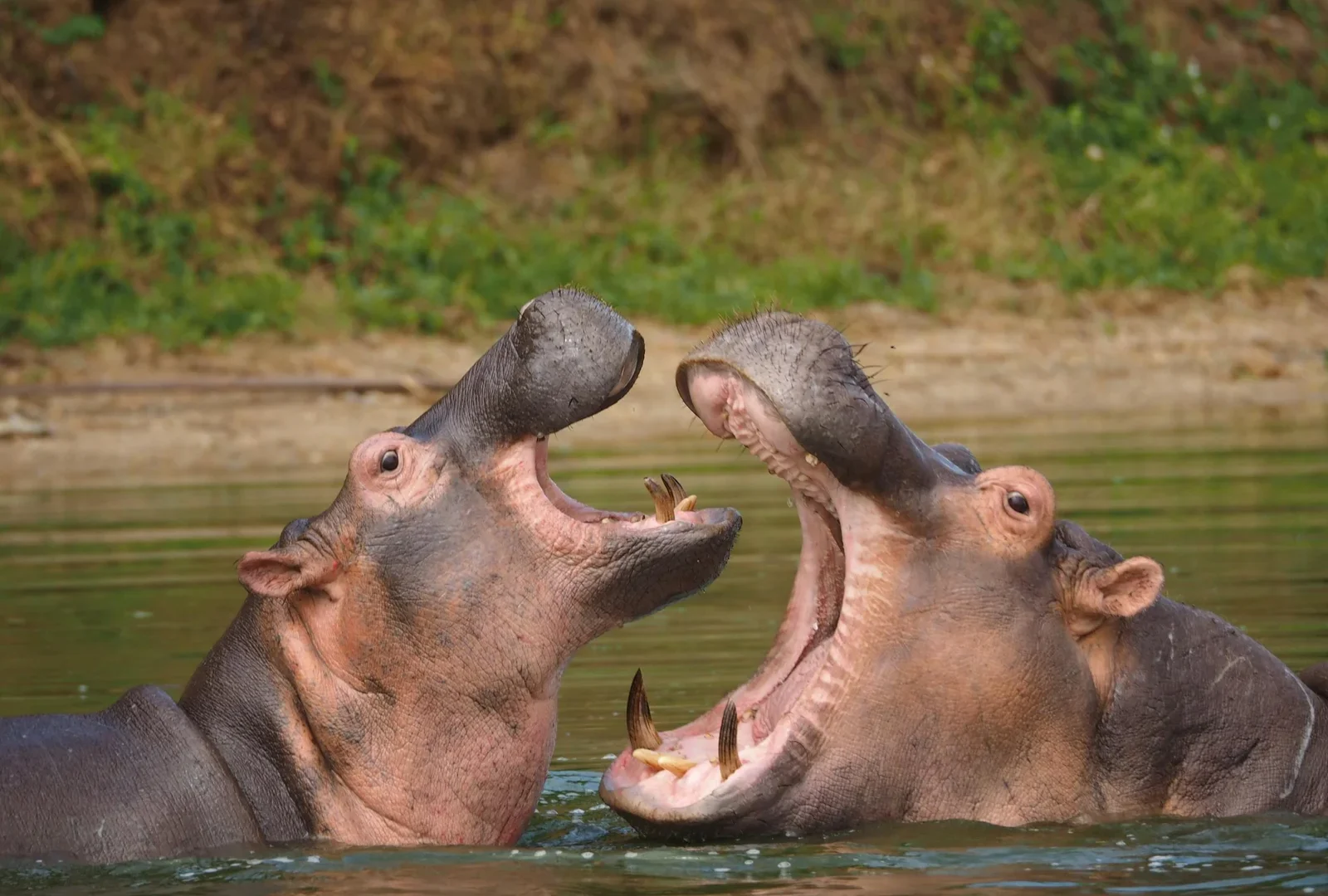Uganda Safari vs Rwanda Safari — Uganda safari travel guide