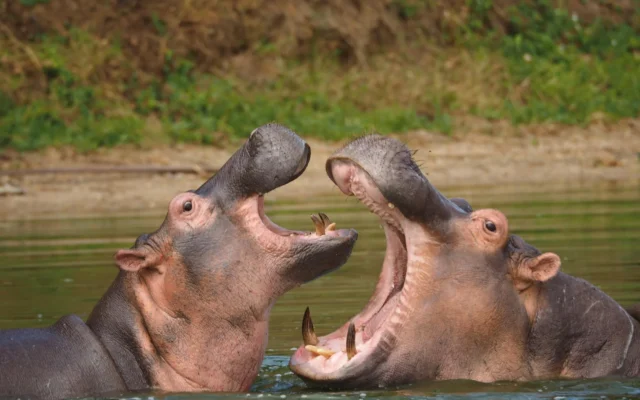 Uganda Safari vs Rwanda Safari