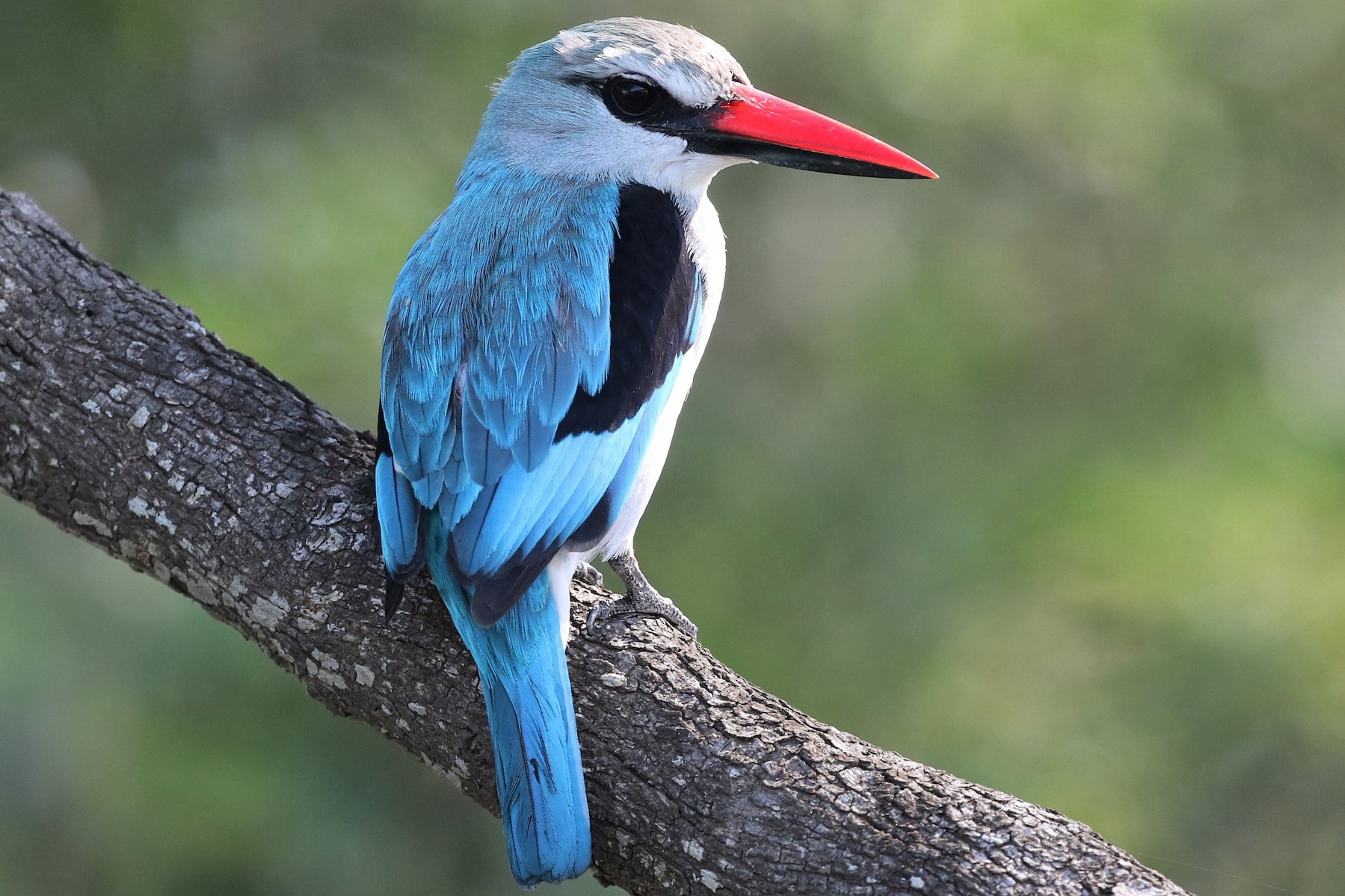 Woodland Kingfisher in Murchison Falls National Park