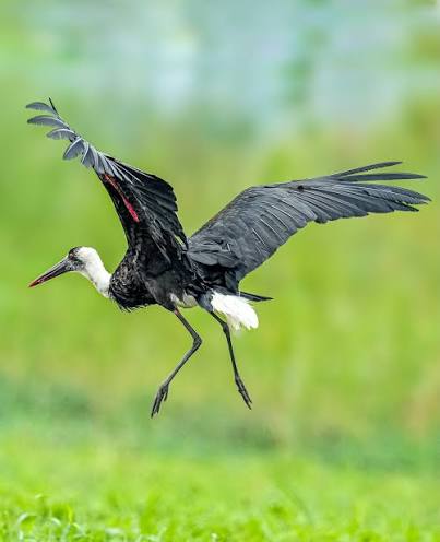 Woolly-necked Stork