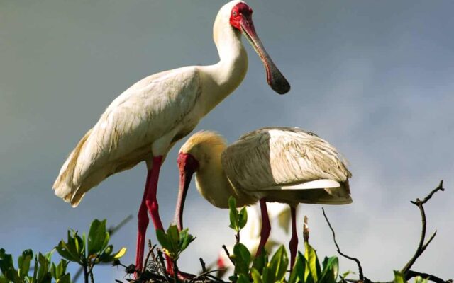 Ibises & Spoonbills of Murchison Falls National Park