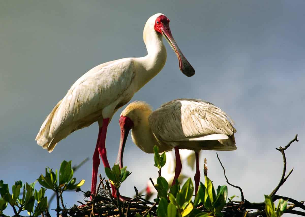 Ibises & Spoonbills of Murchison Falls National Park