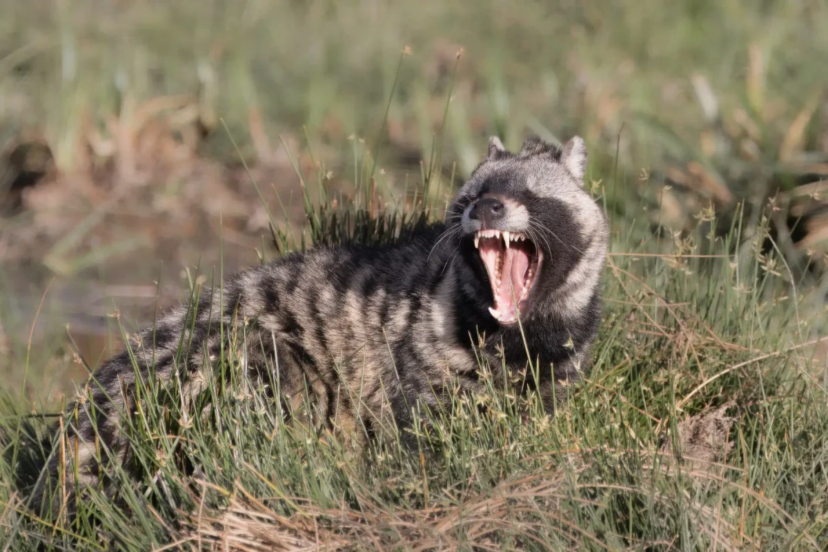 african_civet3
