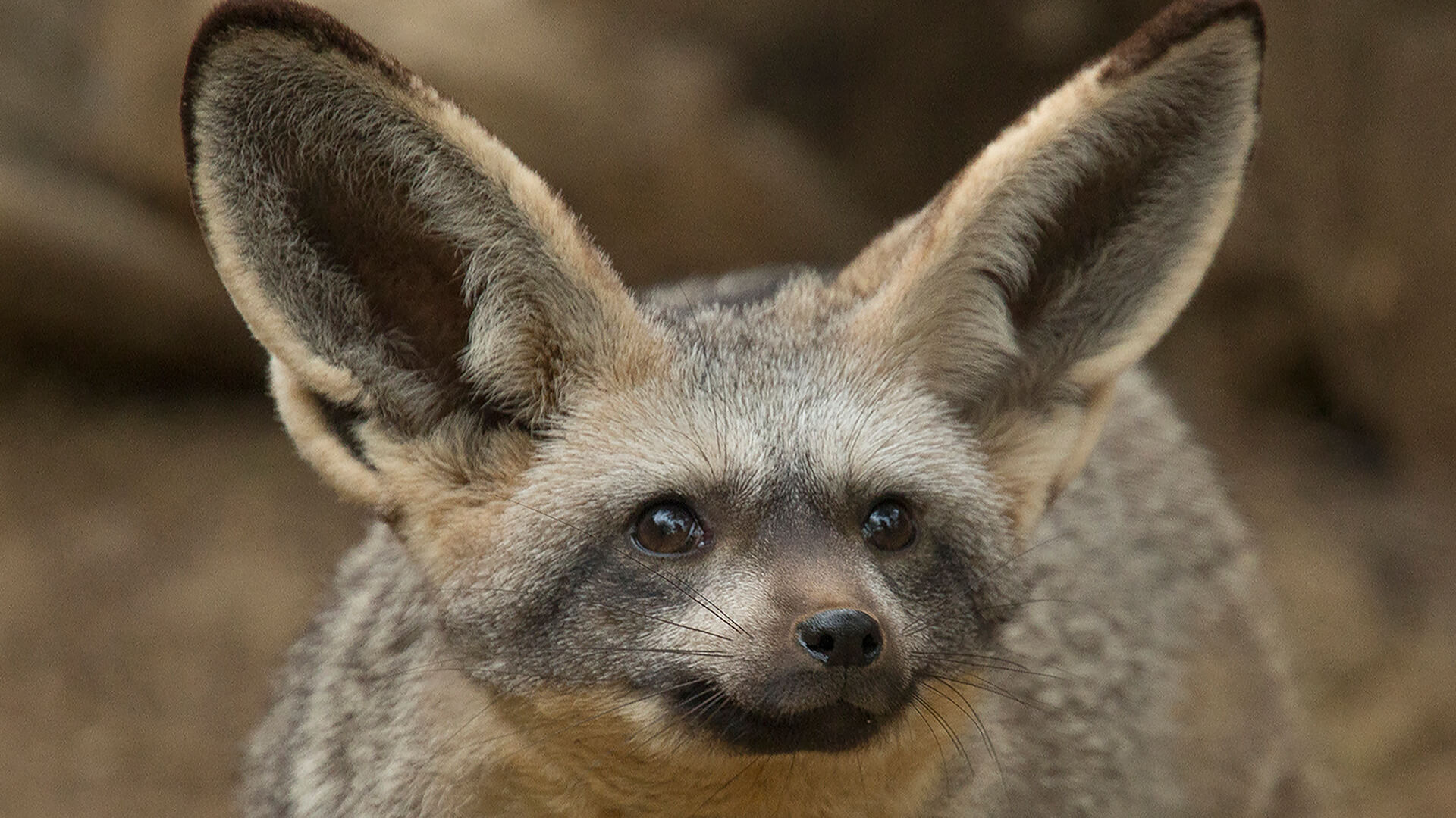 bat eared fox
