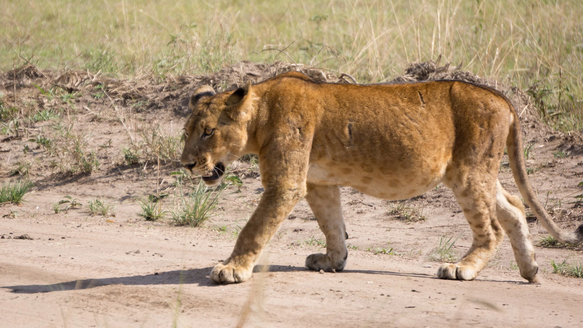 Best 7-Day Uganda Safari Packages — Uganda safari guide
