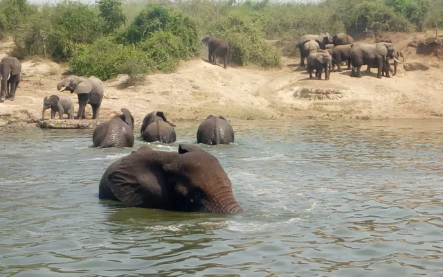 Best Boat Safaris in Uganda — Uganda safari guide