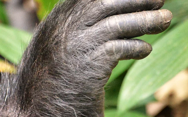 Best Places for Chimpanzee Trekking in Uganda — Uganda safari guide