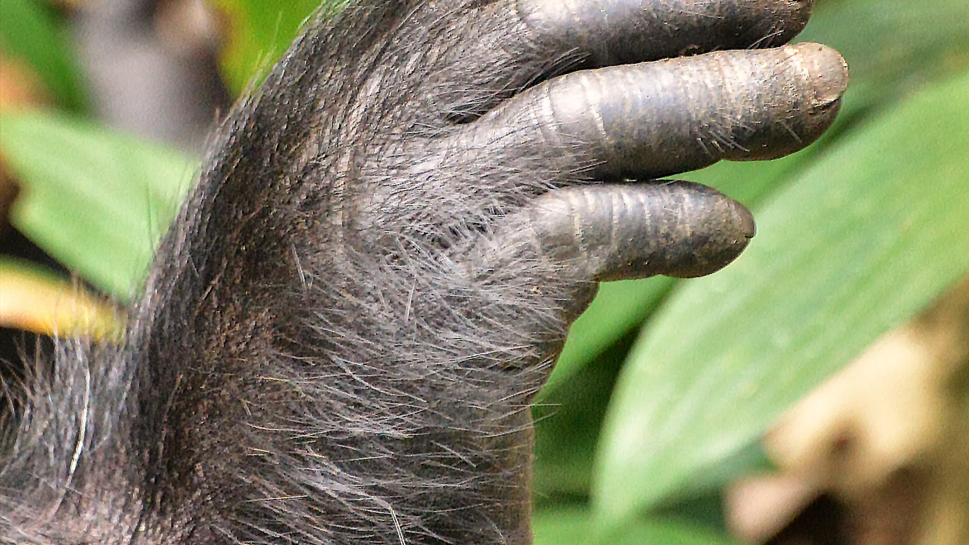 Best Places for Chimpanzee Trekking in Uganda — Uganda safari guide