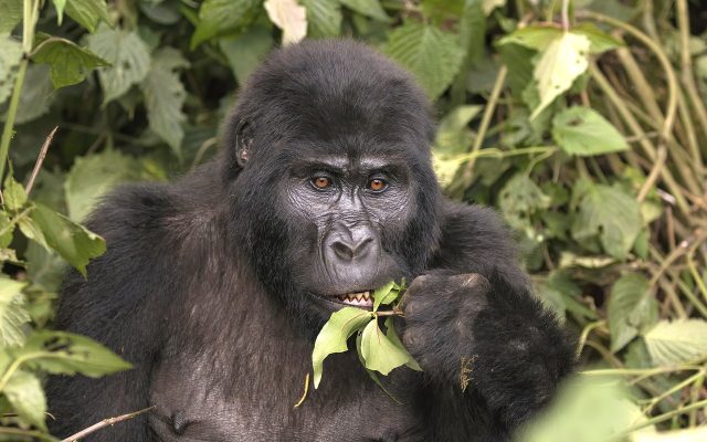Best Time for Gorilla Trekking in Uganda — Uganda safari guide