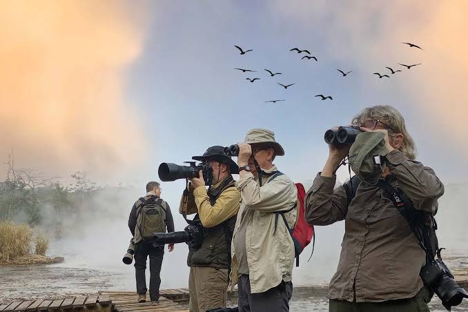 Best Time for Birding in Murchison Falls National Park