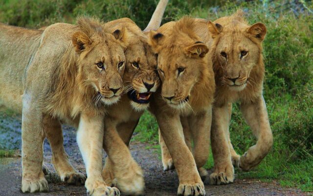 big five