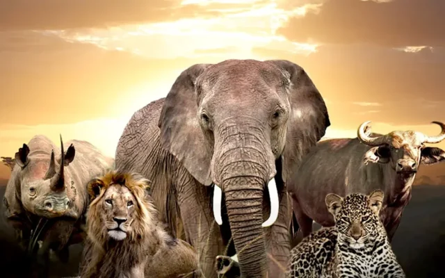 Big Five in Murchison Falls National Park