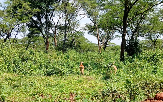 Big Five Safaris in Uganda: Where to See Africa's Most Famous Animals — Uganda safari guide