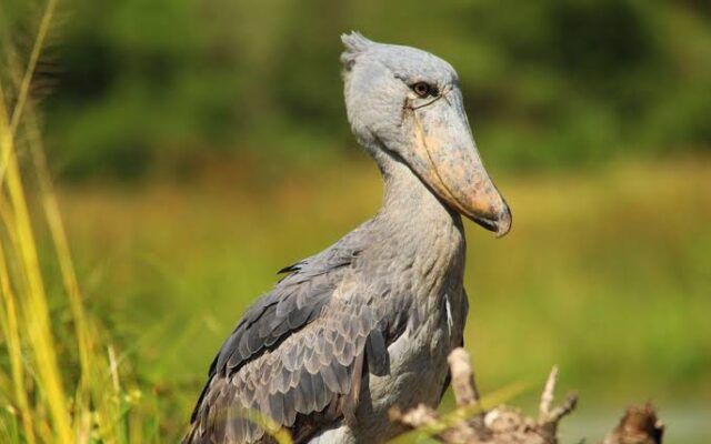 Best Time for Birdwatching in Murchison Falls National Park