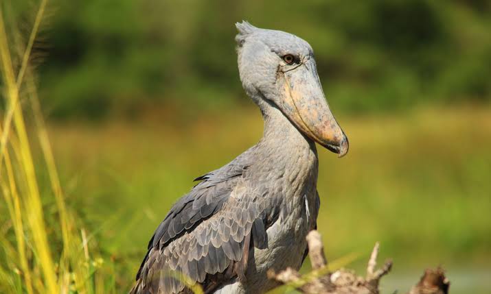 Best Time to See Shoebills in Murchison Falls