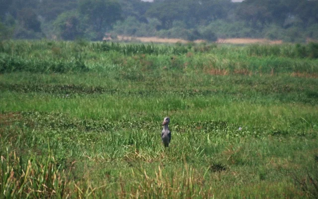 Uganda Birding Safaris