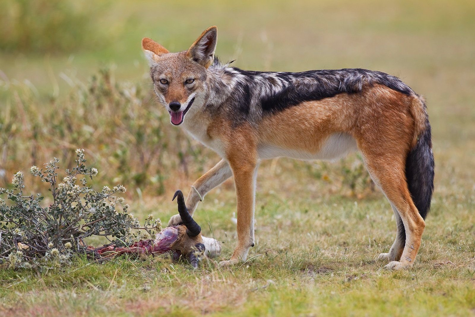 black jackal