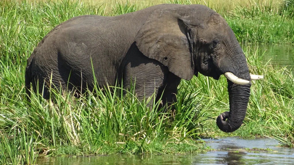 Boat vs Game Drive: Best Way to Explore Murchison Falls — Uganda safari guide