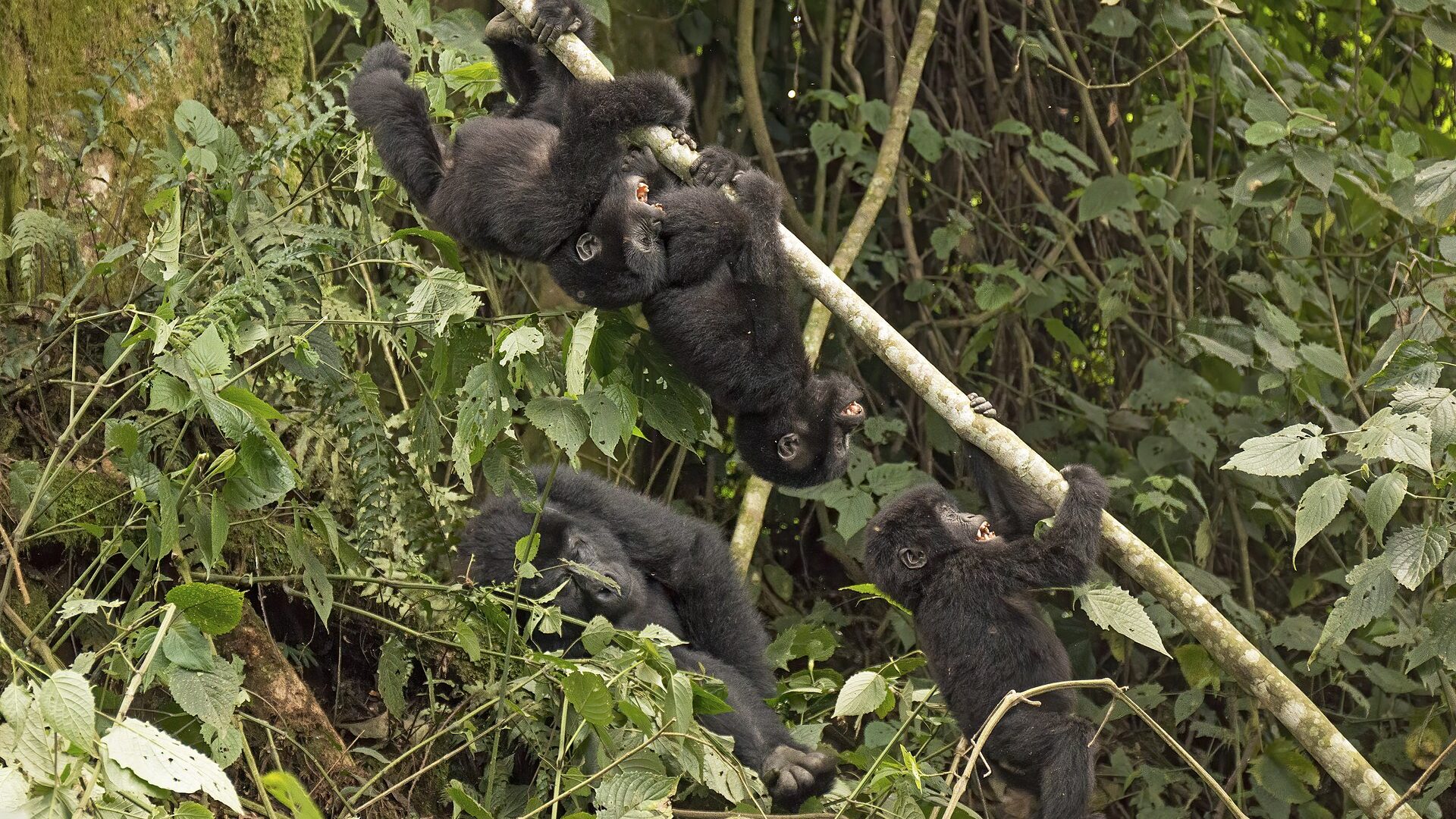 Budget Gorilla Trekking Tours — Uganda safari guide
