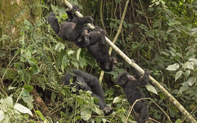 Budget Gorilla Trekking Tours — Uganda safari guide