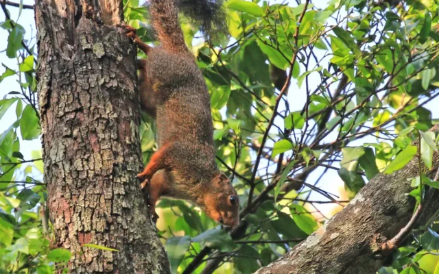 Bush Squirrels of Murchison Falls