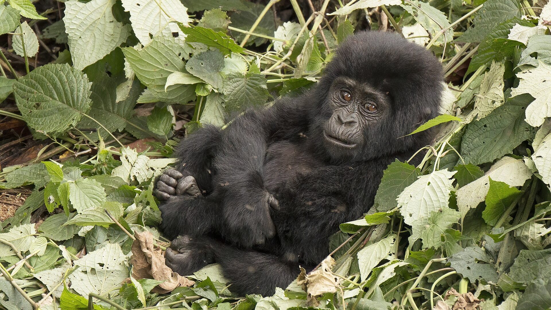Bwindi Gorilla Trekking Sectors Explained — Uganda safari guide