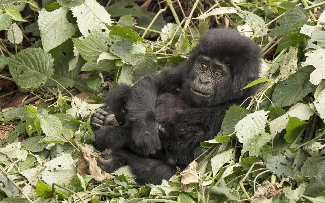 Bwindi Gorilla Trekking Sectors Explained — Uganda safari guide