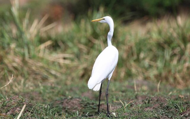 Cattle Egret in Murchison Falls National Park