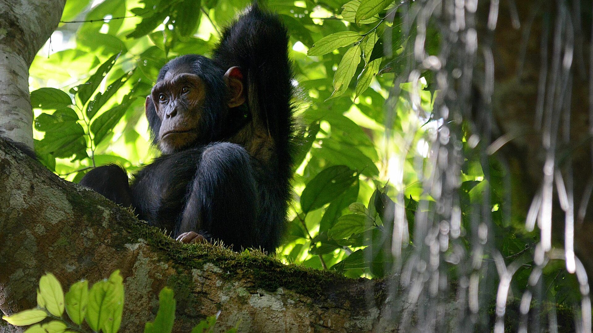 Chimp Habituation Experience in Uganda — Uganda safari guide