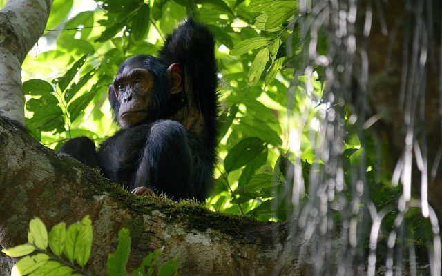 Chimp Habituation Experience in Uganda — Uganda safari guide