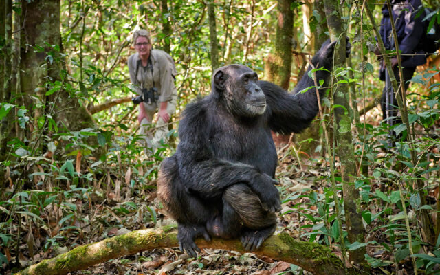 chimp habituations