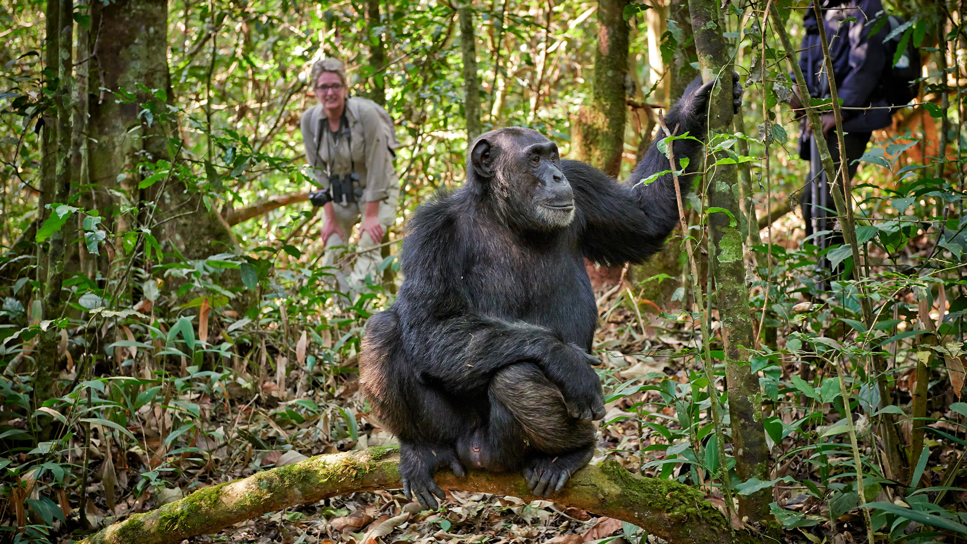 chimp habituations
