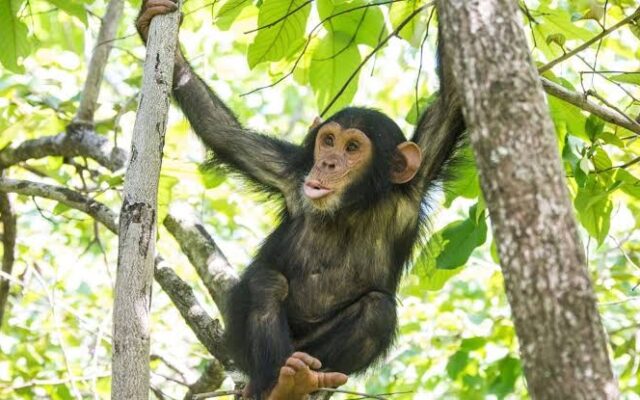chimpan
