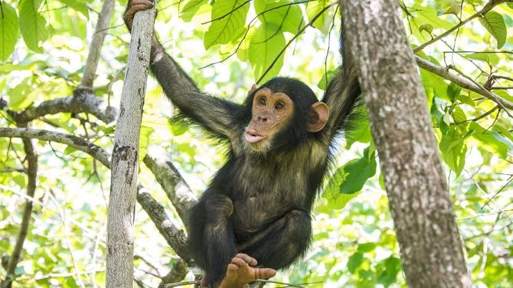 chimpan
