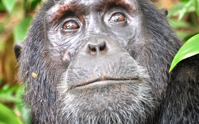 Chimpanzee Trekking in Uganda: Complete Guide — Uganda safari guide
