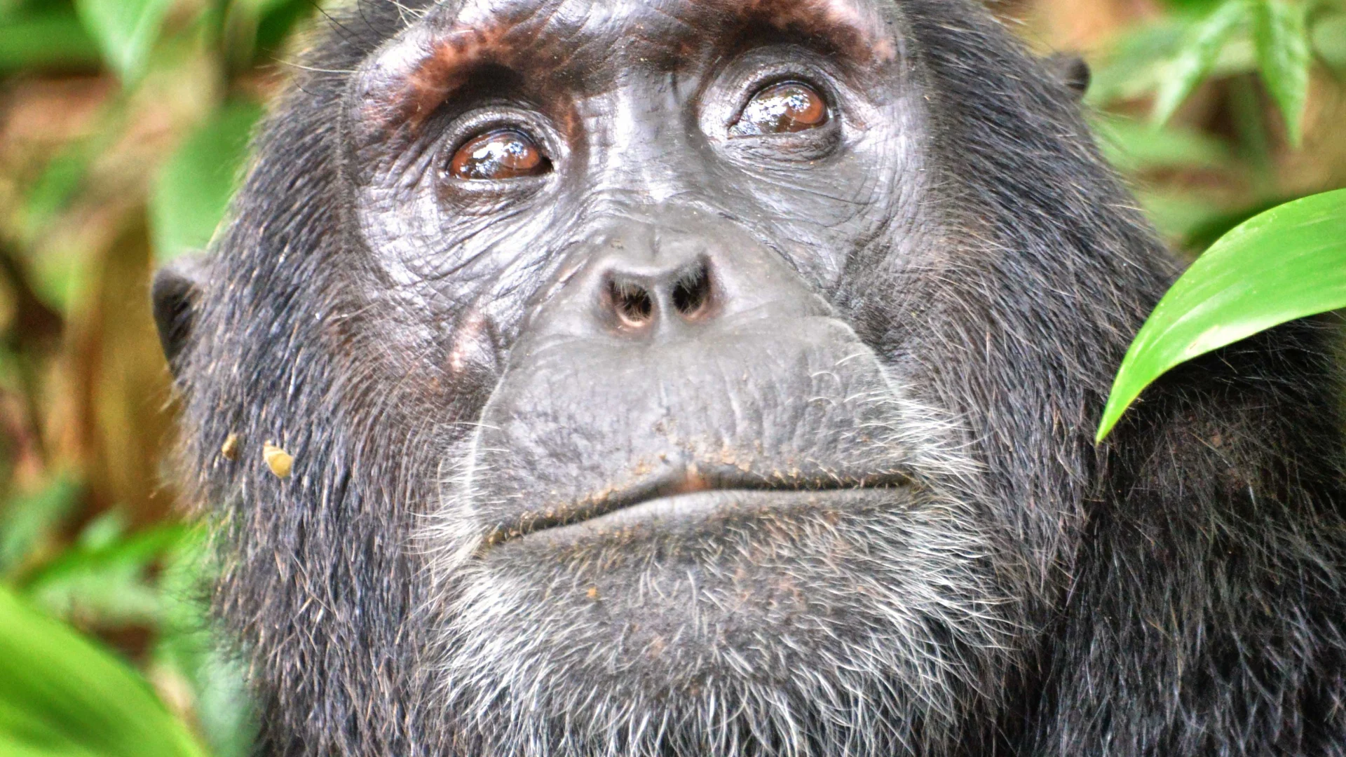 Chimpanzee Trekking in Uganda: Complete Guide — Uganda safari guide