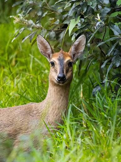 Common Duiker in Murchison Falls National Park