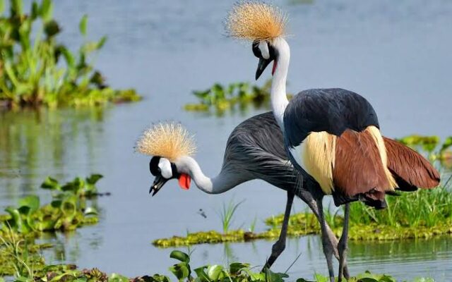 Cranes of Murchison Falls National Park