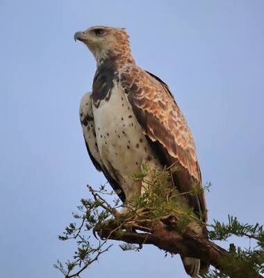 Eagles of Murchison Falls National Park
