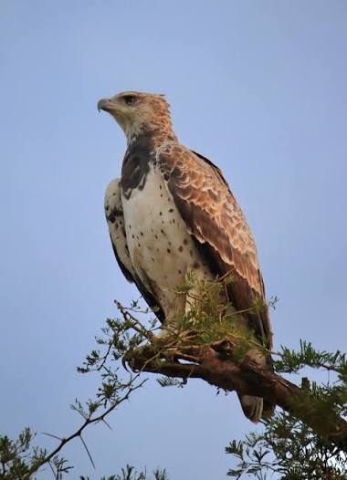 Eagles of Murchison Falls National Park