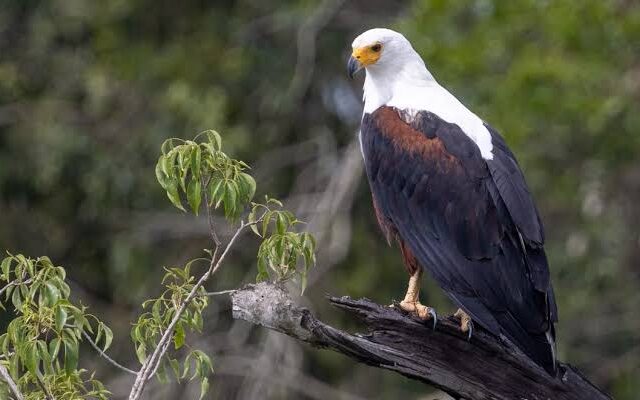 Endangered Birds of Murchison Falls National Park