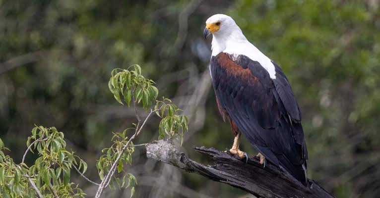 Endangered Birds of Murchison Falls National Park
