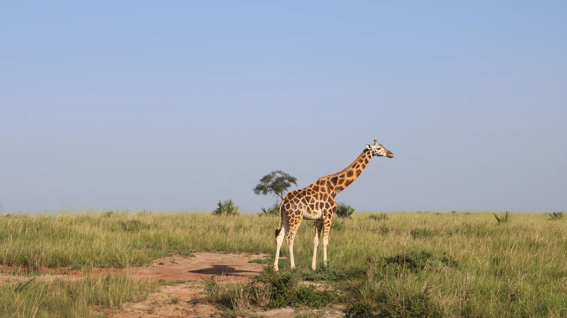 Entikko Safari Lodge — Uganda safari lodge