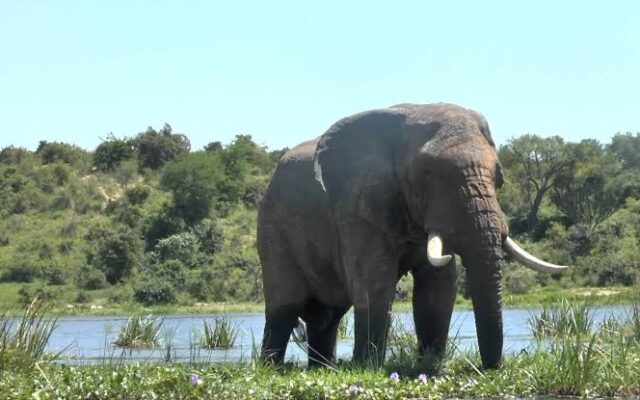 Establishment of Murchison Falls National Park