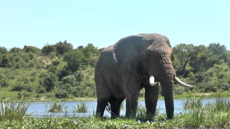 Establishment of Murchison Falls National Park