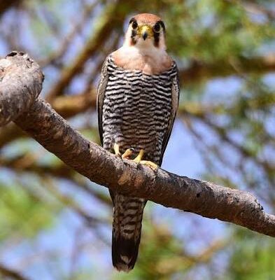 Falcons of Murchison Falls National Park