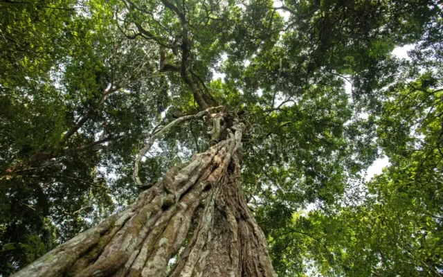 Fig Trees of Murchison Falls National Park