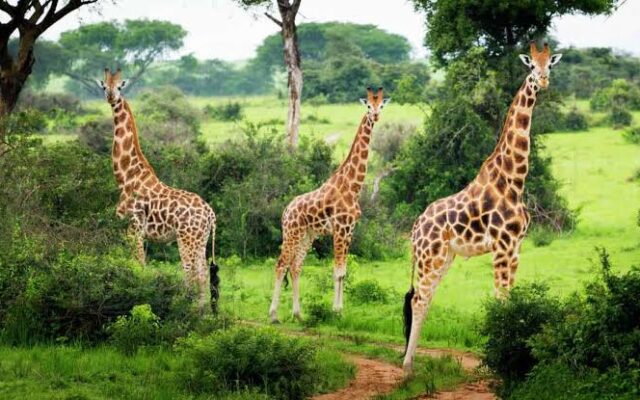 Forests of Murchison Falls National Park